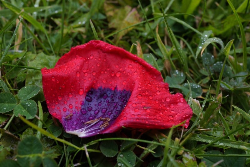 Fallen poppy